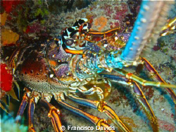 Lobster by Francisco Davids 